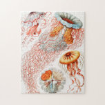 Puzzle Marisco, Discomedusae de Ernst Haeckel<br><div class="desc">Jellyfish,  Discomedusae Scheibenquallen por Ernst Haeckel Jigsaw Puzzle.</div>