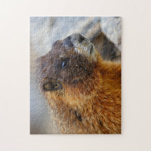 Puzzle marmota