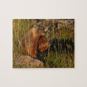 Puzzle marmota