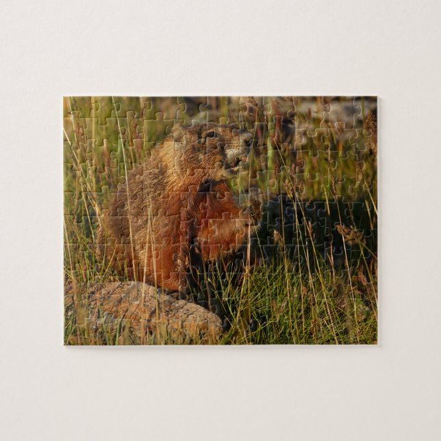 Puzzle marmota (Horizontal)