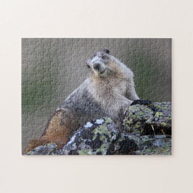 Puzzle Marmota (Horizontal)