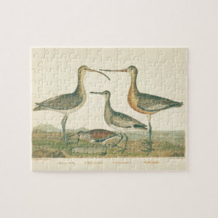 Puzzle Marsh Bird Curlew Snipe Birding