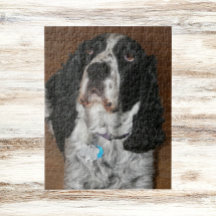 Mascota Español Springer en inglés