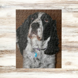 Puzzle Mascota Español Springer en inglés