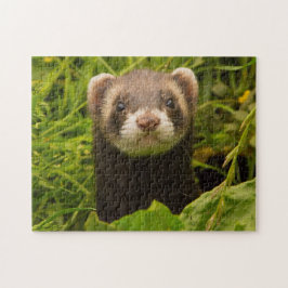 Puzzle Mascota Ferret en la hierba