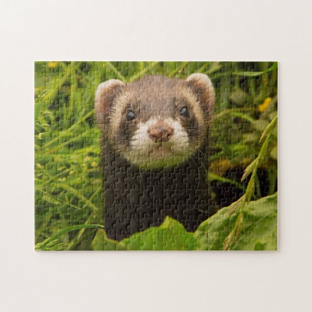 Puzzle Mascota Ferret en la hierba (Horizontal)