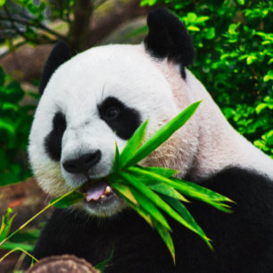 Puzzle Masticando panda en Bambú