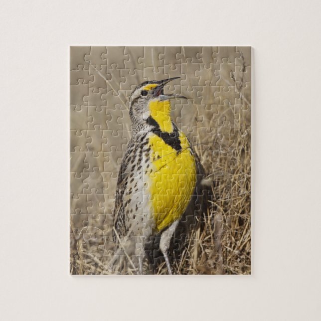 Puzzle Meadowlark occidental (Strunella neglecta) (Vertical)