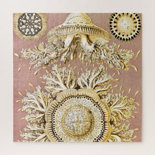 Puzzle Medusas, Discomedusae por Ernst Haeckel