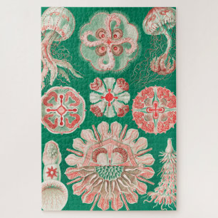 Puzzle Medusas, Discomedusae por Ernst Haeckel