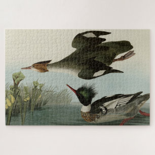 Puzzle Merganser de pecho rojo, los pájaros de América de
