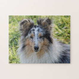 Puzzle Merle Shetland Sheepdog - Sheltie Dog