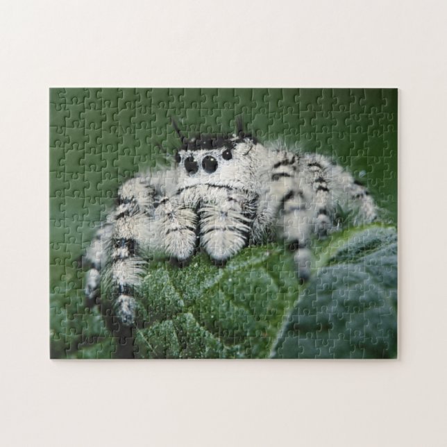 Puzzle Metaphid Jumping Spider (Horizontal)