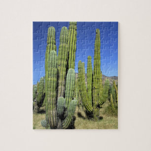 Puzzle México, Sonora, San Carlos. Saguaro y pitahaya