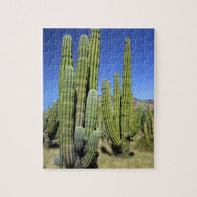 Puzzle México, Sonora, San Carlos. Saguaro y tubo de órga (Vertical)