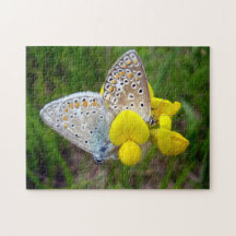 Mezcla de fotos de mariposas azules comunes con ca