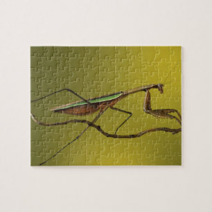 Puzzle Míchigan, Rochester Hills. Mantis religiosa