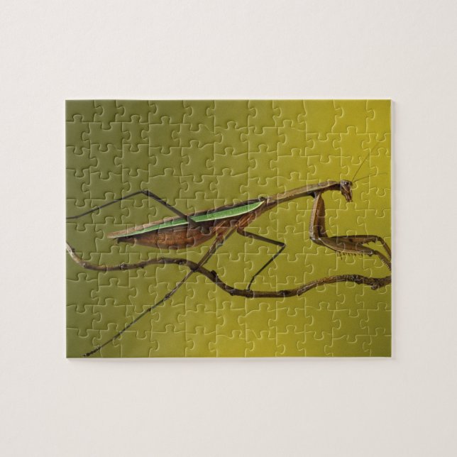 Puzzle Míchigan, Rochester Hills. Mantis religiosa (Horizontal)