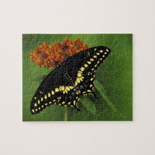 Puzzle Míchigan, Rochester. Mariposa negra oriental ameri