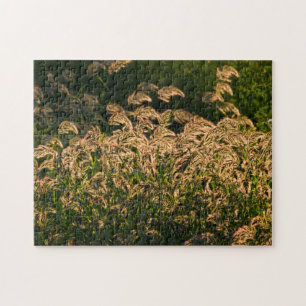 Puzzle Mijo Silvestre (Panicum Sp.) Creciendo En Humedal