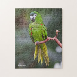 Puzzle Mini Macaw de Hahn / Macaw de hombros rojos