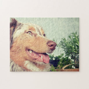 Puzzle Miniatura Pastor americano Red Merle
