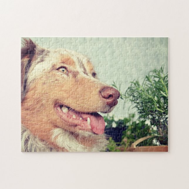 Puzzle Miniatura Pastor americano Red Merle (Horizontal)