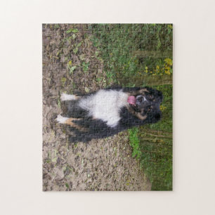Puzzle Ministra norteamericana Shepherd Black Tri sentado