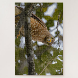 Puzzle Mirando hacia el pájaro, el halcón tropical de Bel