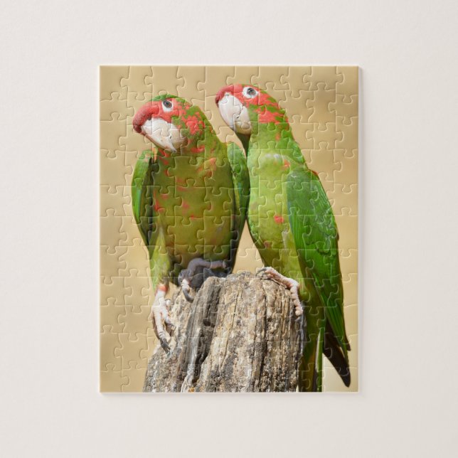 Puzzle Mitred Parakeet en madera post Postcard Square Sti (Vertical)