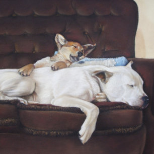 Puzzle mixed breed cute puppy and sleeping white dog