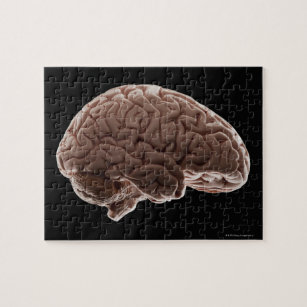 Puzzle Modelo de cerebro humano, toma de estudio