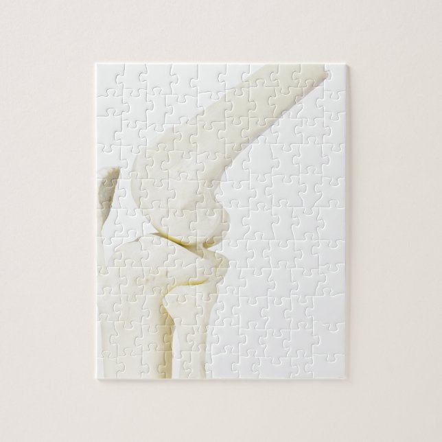 Puzzle Modelo de la junta de rodilla de la pierna humana (Vertical)