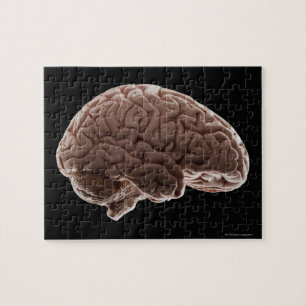 Puzzle Modelo del cerebro humano, tiro del estudio
