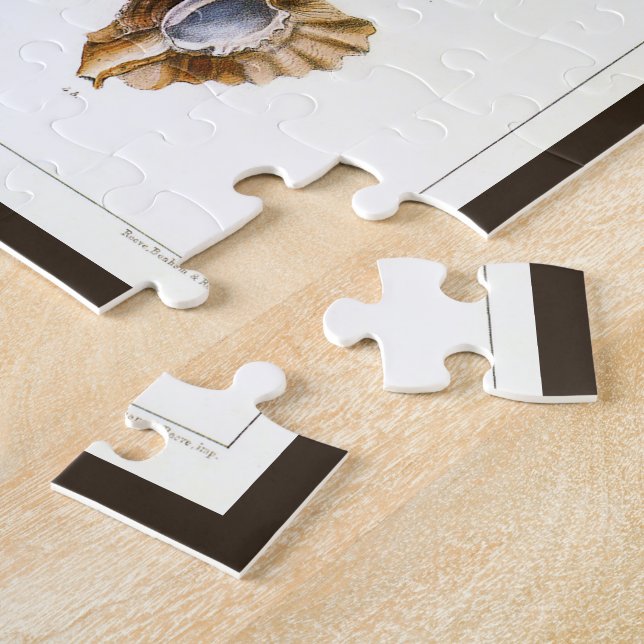 Puzzle Moluscos y caracoles antiguos, organismos de la vi (Lado)