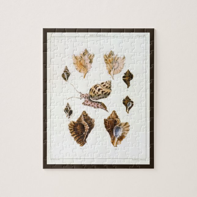 Puzzle Moluscos y caracoles antiguos, organismos de la vi (Vertical)