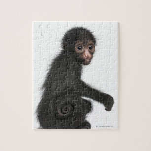 Puzzle Mono araña de cara roja - Ateles paniscus (3)