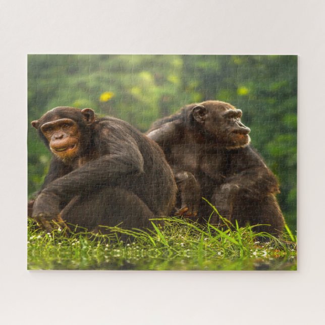 Puzzle Mono Chimpancé. (Horizontal)