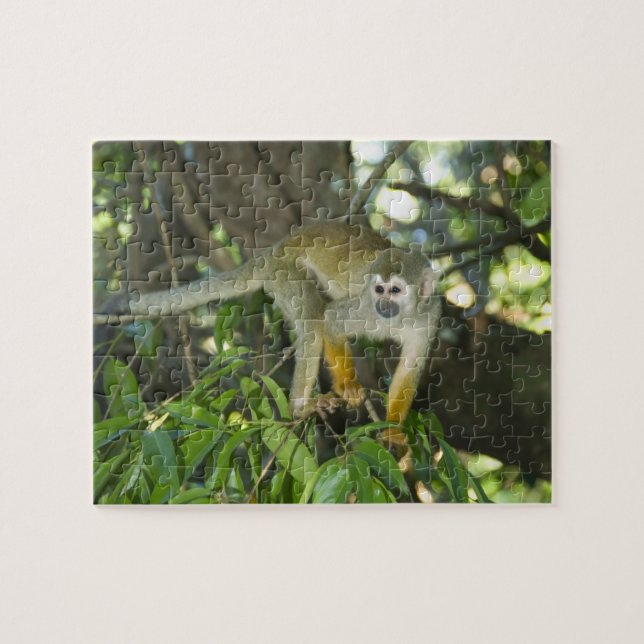 Puzzle Mono de ardilla común, (Saimiri sciureus), Río (Horizontal)