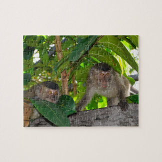 Puzzle Monos en la selva tropical de Borneo