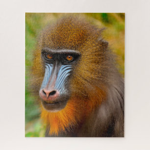 Puzzle Monos Mandrill.