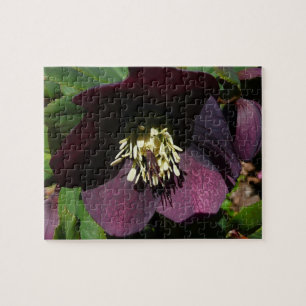 Puzzle Morado Rosa de Cuaresma, flor de Pascua