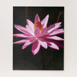 Puzzle Morning Calm: Pink Lotus in Soft Natural Light