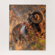 Mouflon de Otoño en Luz Dorada