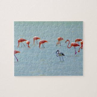 Puzzle Multitud gris y rosada de los flamencos en el lago