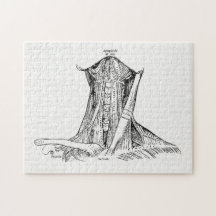 Músculos viejos del ilustracion de la anatomía del