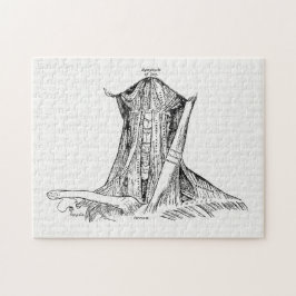 Puzzle Músculos viejos del ilustracion de la anatomía del