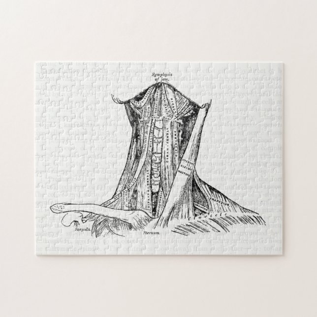 Puzzle Músculos viejos del ilustracion de la anatomía del (Horizontal)