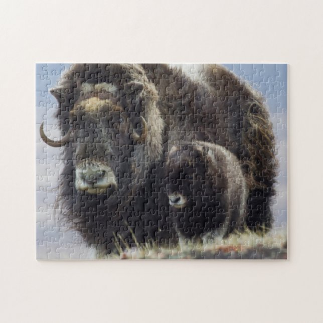 Puzzle Musk Ox con ternera (Horizontal)