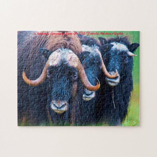 Puzzle Muskox Alaska. Saludos de Navidad (Horizontal)